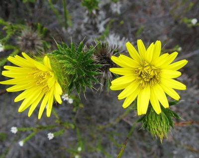 Cullumia carlinoides, photographed by Di Turner
