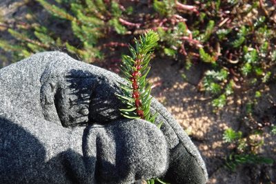 Hippuris lanceolata, photographed by Rose Zappa