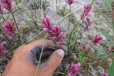 Castilleja elegans, photographed by Rose Zappa
