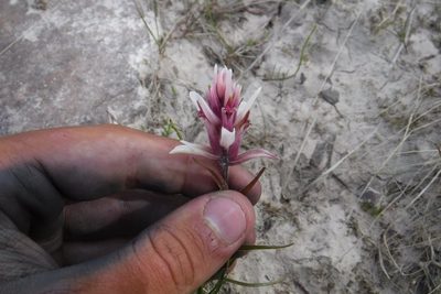 Castilleja elegans, photographed by Rose Zappa