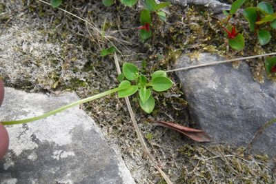 Parnassia kotzebuei, photographed by Rose Zappa