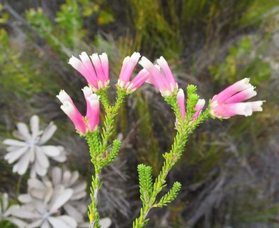 Erica versicolor, photographed by Di Turner