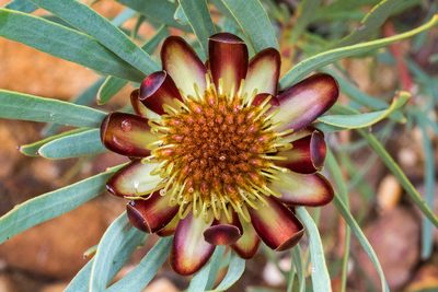 Protea acuminata, photographed by magriet b