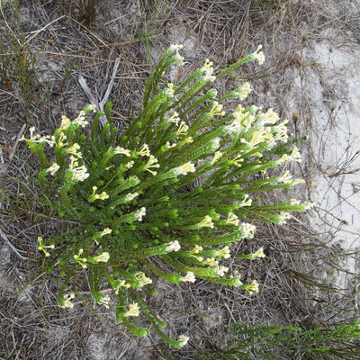 Gnidia chrysophylla, photographed by Di Turner