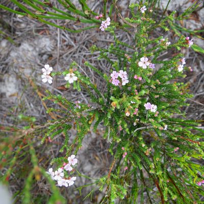 Euchaetis albertiniana, photographed by Di Turner