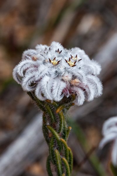 Phylica plumigera, photographed by magriet b