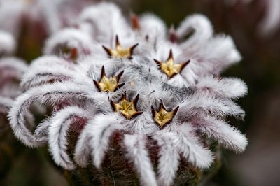 Phylica plumigera, photographed by magriet b