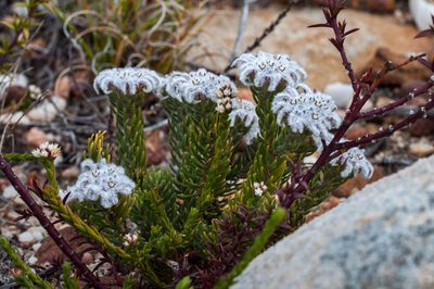 Phylica plumigera, photographed by magriet b