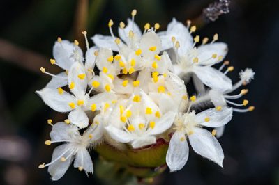 Lachnaea naviculifolia, photographed by magriet b