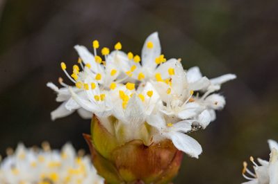 Lachnaea naviculifolia, photographed by magriet b