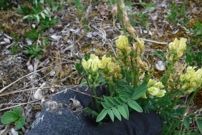Oxytropis maydelliana, photographed by Rose Zappa