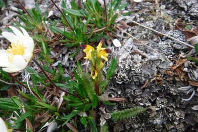 Pedicularis flammea, photographed by Rose Zappa
