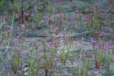 Calostemma purpureum, photographed by Rolf Lawrenz