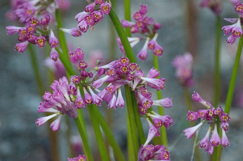 Calostemma purpureum, photographed by Rolf Lawrenz