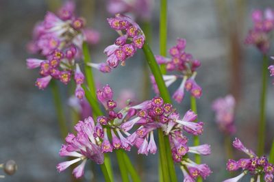Calostemma purpureum, photographed by Rolf Lawrenz