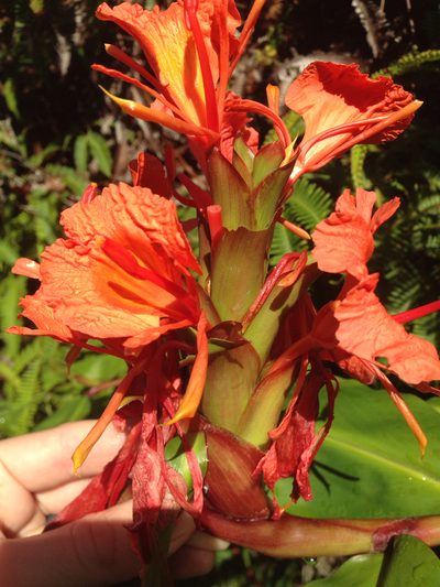 Hedychium greenii, photographed by Jake Gross