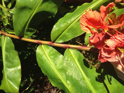 Hedychium greenii, photographed by Jake Gross
