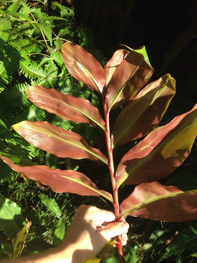 Hedychium greenii, photographed by Jake Gross