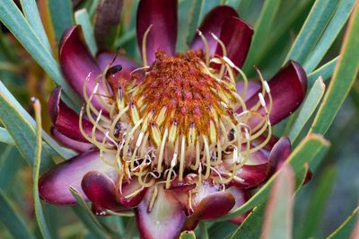 Protea acuminata, photographed by magriet b