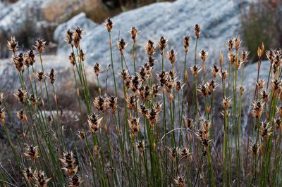 Askidiosperma capitatum, photographed by magriet b