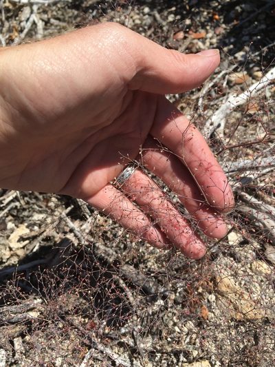 Eriogonum parishii, photographed by naturalist charlie