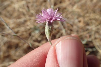 Lessingia hololeuca, photographed by Scott Yarger