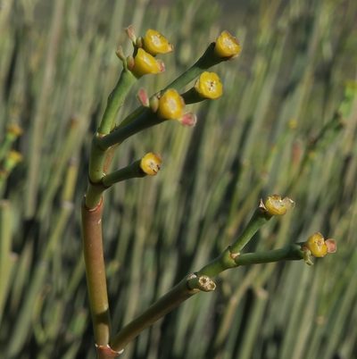 Euphorbia ephedroides, photographed by Kevin Murray