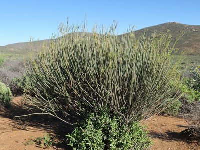 Euphorbia ephedroides, photographed by Kevin Murray
