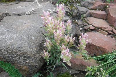 Castilleja elegans, photographed by Rose Zappa
