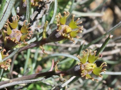 Euphorbia filiflora, photographed by Kevin Murray