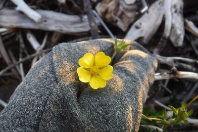 Potentilla hyparctica, photographed by Rose Zappa