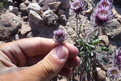 Erigeron eriocephalus, photographed by Rose Zappa