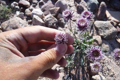 Erigeron eriocephalus, photographed by Rose Zappa