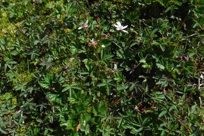 Micranthes foliolosa, photographed by Rose Zappa