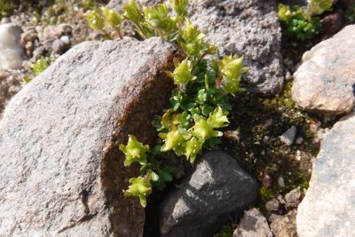 Saxifraga rivularis, photographed by Rose Zappa