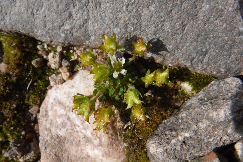 Saxifraga rivularis, photographed by Rose Zappa