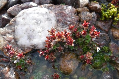 Saxifraga rivularis, photographed by Rose Zappa