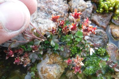 Saxifraga rivularis, photographed by Rose Zappa