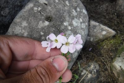 Cardamine polemonioides, photographed by Rose Zappa