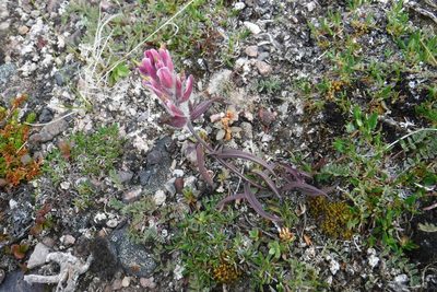 Castilleja elegans, photographed by Rose Zappa
