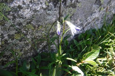 Campanula uniflora, photographed by Rose Zappa