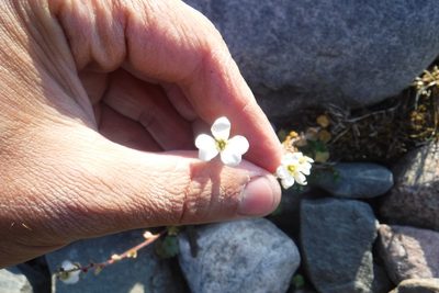 Saxifraga cernua, photographed by Rose Zappa