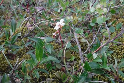 Pyrola grandiflora, photographed by Rose Zappa