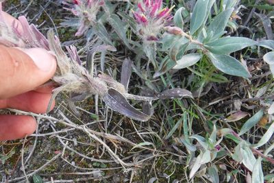 Castilleja elegans, photographed by Rose Zappa