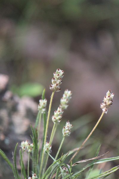 Plantago nivea, photographed by José Belem Hernández Díaz