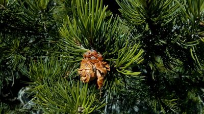 Pinus remota, photographed by Leticia Jiménez Hernández