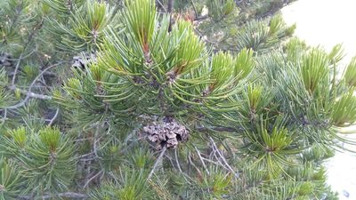Pinus remota, photographed by Leticia Jiménez Hernández