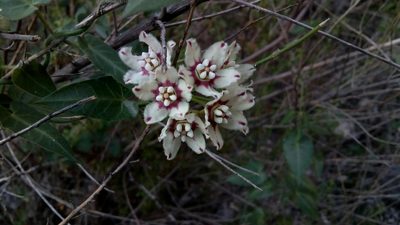Funastrum torreyi, photographed by Leticia Jiménez Hernández