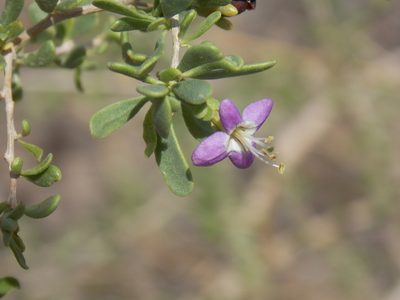 Lycium parishii, photographed by Eliseo D Moreno