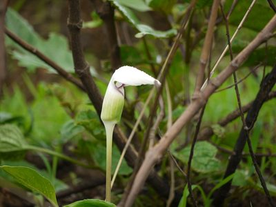 Arisaema murrayi, photographed by Dinesh Valke